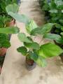 [SG 🇸🇬Store] Thaumatococcus daniellii, Sweet Prayer / Miracle Berry Plant (0.8-1m height). 