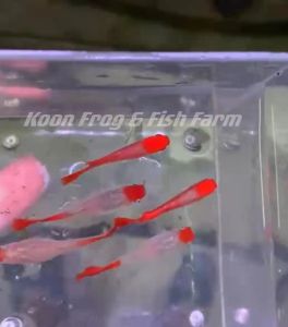 Live Fish Aquarium Ikan Guppy Koi 2 Pairs Ikan Hidup
