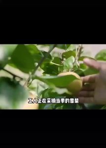 Nanyang Snack Baicao Pear Cream Sugar Authentic Autumn Pear Cream Sugar Cool and Moisturizing Throat Handmade Mint Flavored Snack