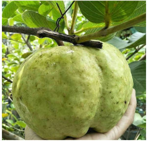 Bibit Jambu Kristal Jumbo Cepat Berbuah
