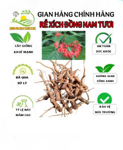 1kg rễ cây xích đồng nam tươi hữu cơ