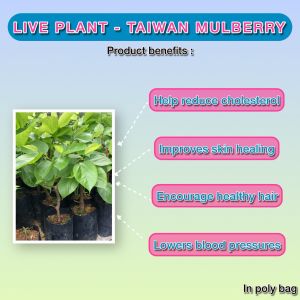 【Live Plant】Pokok Mulberry / Skin-Boosting Mulberry Plant / Pokok Mulberi Kulit Sihat / 美肌桑树苗