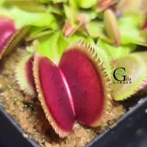 Venus Flytrap Bristletooth "Bristle Tooth" [Dionaea Muscipula Venus Flytrap][Carnivorous Plants][GILAGARDEN]