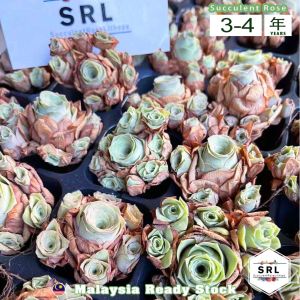 Succulent Rose Live Plant from Malaysia