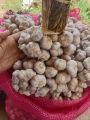 กระเทียมไทยกลีบม่วง ศรีสะเกษ 500 กรัม ครึ่งกิโลกรัม คัดพิเศษThai Garlic : 500 g. 