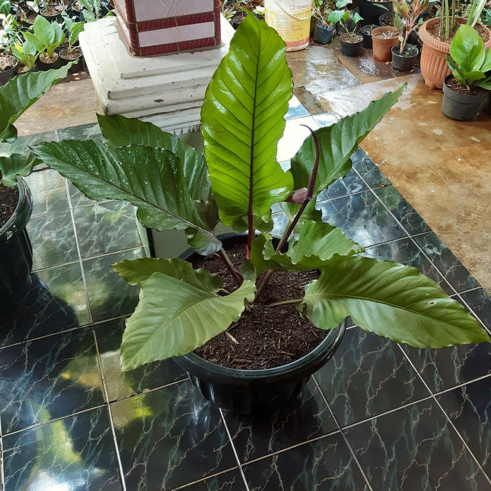 house plant corn plant Dracaena Massangeana Mass Cane Stump Form, Corn Plant