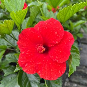 ชบาสีแดง ชบากลีบชั้นเดียว สีสดสวยจัดจ้าน Hibiscus Red Hibiscus