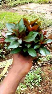 Ludwigia Sp Repens Per 25 Batang: Tanaman Aquascape & Hiasan Aquarium