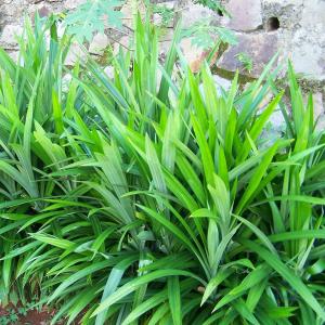 Pandan (Pandanus amaryllifolius) - - Pokok Pandan Wangi - पान्डन पौधा Pandan – Sweet Fragrance Edible Leaves Tropical Essential Culinary & Aromatic Herb Easy to Grow LIVE PLANT