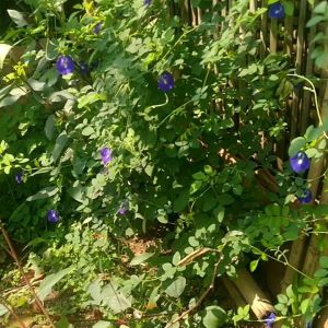 Teh Bunga Telang Organik: Imun Tubuh Alami