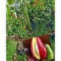 Bibit Alpukat Red Vietnam Import  Hasi Okulasi I pusat tanaman buah buahan pendek bisa berbuah dalam pot. 