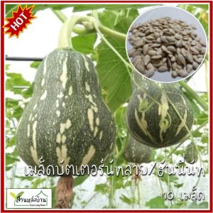 10 เมล็ด บัตเตอร์นัทลาย เมล็ดบัตเตอร์นัท เมล็ดฟักทอง ฟักทอง เมล็ดฮันนี่นัท ฮันนนี่นัท