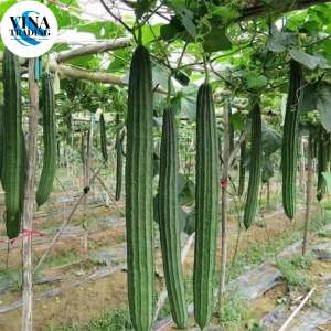 PATOLA TAGALOG SEEDS ( 20 seeds ) - Luffa Ridged Variety