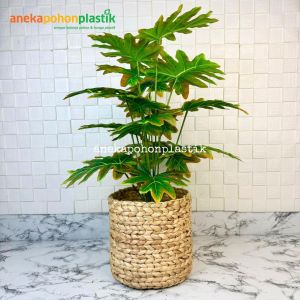 Pohon Hias Tanaman Daun Monstera Jari Philo Orange X18 Semilatex Cover Eceng Gondok Pajangan Dekorasi Studio Aesthetic