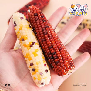 Hamster Mini Corn Jagung Hamster Corn Molar Chinchilla Rabbit snack