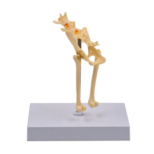 โมเดลกระดูกกระดูกเชิงกรานของแมว1:1แสดงให้เห็นถึงแมวหุ่นโครงกระดูกแมว Alat Peraga Mengajar ใช้งานได้จริงโมเดลกายวิภาค