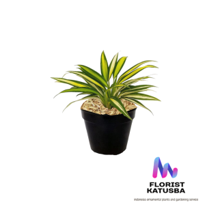 tanaman Chlorophytum capense Spider Plant variegata