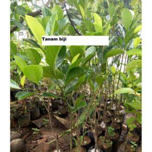 Bibit Nangka Sayur Super Cepat Berbuah