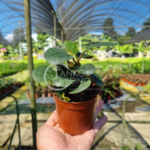 TKL - Ficus Diversifolia Mistletoe Fig 小盼菩提/菩提树