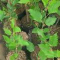 Bibit buah mulberry | murbei | mulberi | berbuah. 
