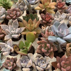 Combo 10 sen đá size vỉ 3-4 cm cây già khỏe inbox chọn mẫu