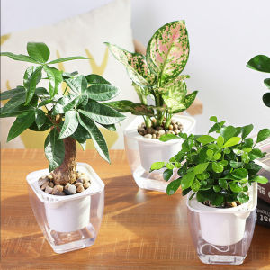 Clear Self Watering Planter Pot for Indoor Plants Self Absorbed Watering Flower Pot Indoor Planter for African Violet Pot (1 Pack)