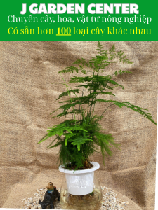 Cây thủy tùng thủy sinh để bàn trà cây dễ sống trong nhà cây trang trí nhà cửa văn phòng quán cà phê