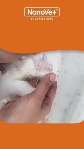 Nanovet®  Nanosilver Antifungal and Antibacterial Spray for Cat and Dog