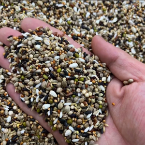 Super Premium Sneaky/ Mix Feeds/Corn For Pigeon 500grams/1kg/2kg/2.5kg