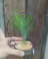 tillandsia Funkiana x Andrena/ Airplant / 空气草凤梨植物狐狸x宝石交种品. 