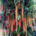 Cây Lộc Vừng - cây cảnh trong nhà. 