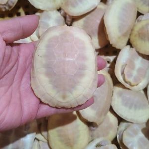 白巴龟变异白巴变异巴西龟白化巴西龟观赏深水龟红眼白巴变异小龟