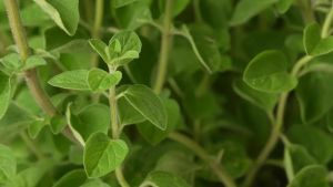 Oil of Oregano Softgels 120 Count 2 in 1 6000mg Oil of Oregano with Black Seed Oil 200mg Plant Based Organic Oregano Oil Supplement Capsules Non-GMO & Immune Support