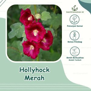 5 Biji - Benih Bunga Hollyhock Merah Lokal