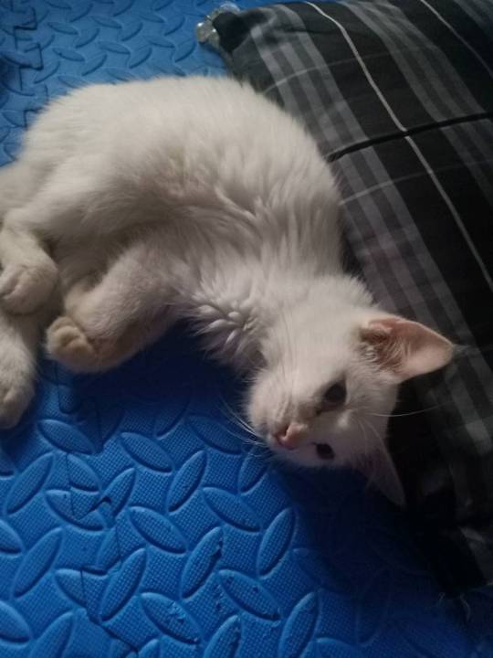 Troca%20th%C3%B4ng%20h%C6%A1i%20d%E1%BA%A1%20c%E1%BB%8F%20gia%20x%C3%BAc%203%20kim%20-%20Image%201