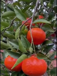 ส้มพรีเมียมที่เก็บเกี่ยวใหม่   ส้ม    ส้มแดง ส้ม   พันธุ์ต้นไม้ผลไม้   สดใหม่ที่เก็บในปีนั้น