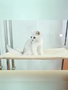 Window Mounted  Suction Bed Hanging Bed Window Hanging Hammock Sturdy Kucing Tempat Tidur