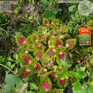 ♒Australia Senna 50 tablet or 24 square or 48 square✡