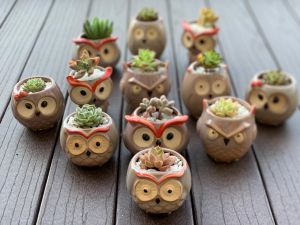 Owl Pot Collection with Succulents