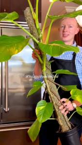 สำรองแบบพลูยักษ์ ต้นพลูด่าง ไม้ด่าง ใบฉีก ต้นไม้ บ้าน ฟอกอากาศ พลูด่าง พลูยักษ์