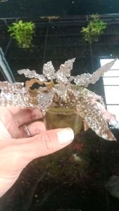 Cryptocoryne Florida Sunset Aquascape