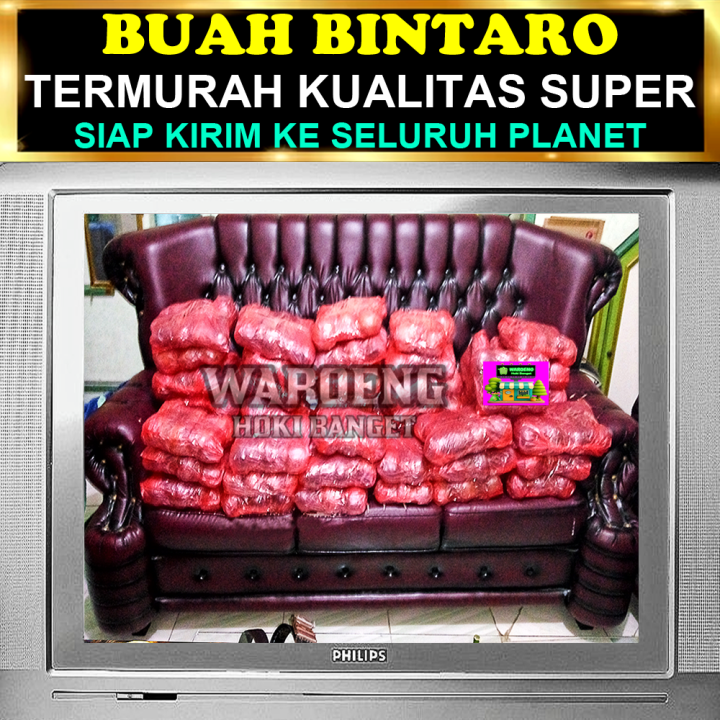 PENGUSIR%20TIKUS%20AMPUH%20%7C%20BUAH%20BINTARO%20LEMBAB%20%7C%20BUAH%20SIMPALAK%20-%20Image%209