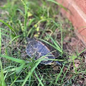 中华草龟,花龟外塘活体乌龟养殖场批发观赏宠物活物小乌龟苗摆摊
