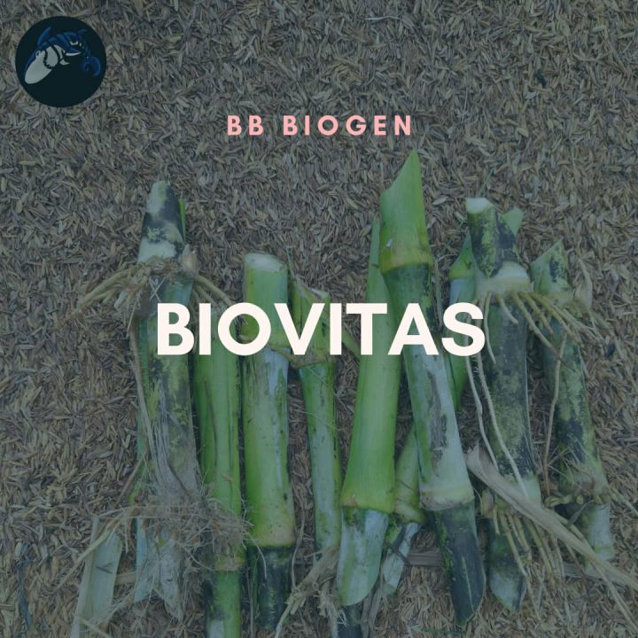 Bibit rumput biovitas BB biogen 1 kg hijauan pakan ternak sapi kambing ...