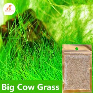 Rennas 10g Aquarium Water Plant Seed Glossostigma Hemianthus Easy Growing Aquatic Grass Fish Tank