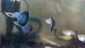 Guppy Purple Cobra Blossom 1 pair