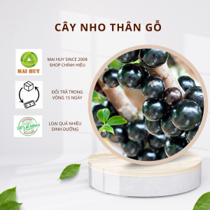 Cây nho thân gỗ loại cây cho quả có nhiều dinh dưỡng vitamin -giúp tiêu hóa tốt - giải độc cơ thể - MAI HUY - MSP 2959