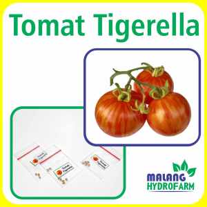Benih Tomat Tigerella Unggulan Berkualitas biji bibit repack tomato lurik macan belang hydroponik hidroponik tanaman berbiji buah pot