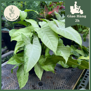 Cây tróc bạc (trầu bà trắng) cây phong thủy trồng trong nhà trang trí nội thất văn phòng nhà cửa vườn của an