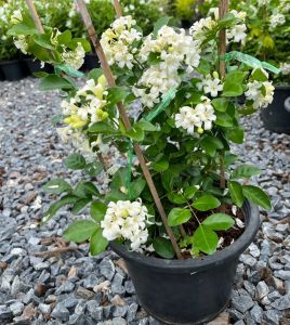 แก้วพวงดวงใจ ดอกเป็นพวงใหญ่ หอมมาก Murraya Orange Jasmine